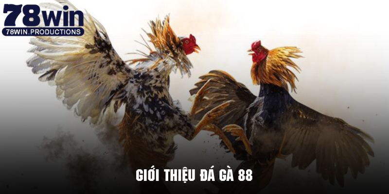 Đá Gà 88 - Phiên Bản Giải Trí Cực Hot Tại Hệ Thống 78win 5 Tìm hiểu tổng quan về phiên bản đá gà 88 cực kỳ nổi tiếng